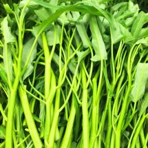 국산 모닝글로리 공심채 1kg 당일수확 산지직송