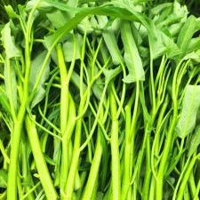 국산 모닝글로리 공심채 1kg 당일수확 산지직송
