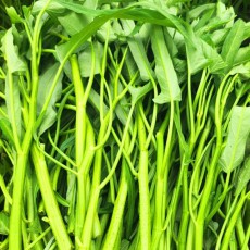 국산 모닝글로리 공심채 1kg 당일수확 산지직송