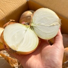 [산지직송] 25년 첫출하! 햇양파